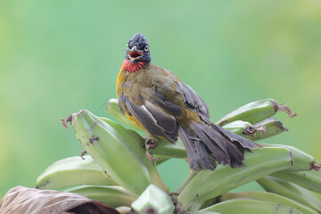 A black-crested bulbul is eating a young banana fruit. This loud-voiced bird has the scientific...