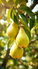 A bunch of pears hanging from a tree