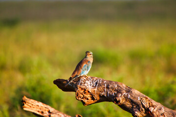A turquoise blue colored European Roller perched on a branch at the Tsavo East National Park, Africa, Kenya