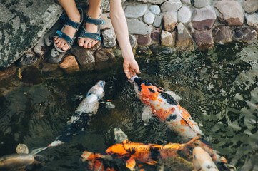 Feeding the hungry funny decorative Koi carps in the pond. Children's hand hold fish food. Animal...