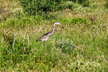 A Black headed heron searching for insects in the bush at Tsavo East National Park, Kenya, Africa