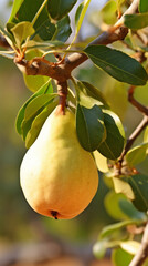 A pear hanging from a tree with leaves