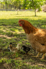 gallina junto a sus pollitos, vida rural, animales de granja