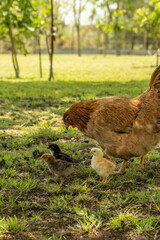 Fototapeta premium gallina junto a sus pollitos, vida rural, animales de granja