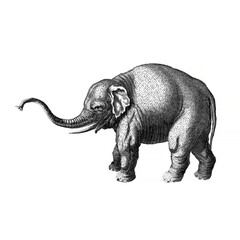 An illustration of an elephant in a classic vintage engraving style, with black lines on a white background with a clipping path.