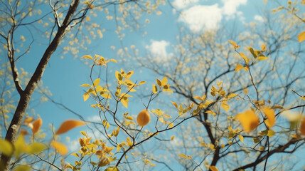 autumn leaves in the wind