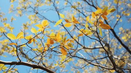 Fototapeta na wymiar yellow leaves against blue sky