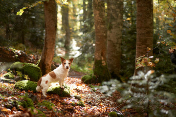 Dog in Forest, Jack Russell Terrier sitting amidst the fall foliage in a tranquil forest, evoking feelings of adventure and nature exploration