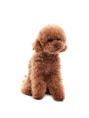 Cute Maltipoo dog on white background. Lovely pet