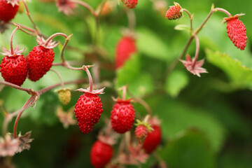Ripe wild strawberries growing outdoors. Seasonal berries