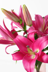 Beautiful pink lily flowers on white background, closeup