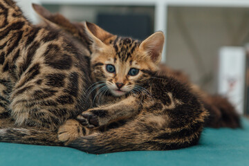 Cute one month old bengal kittens sitting on the sofa in the house