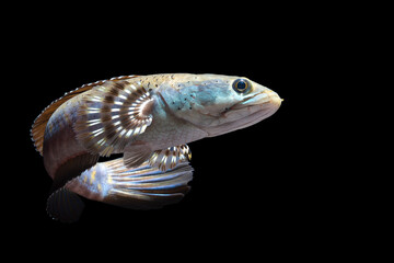 Channa pulchra is a species of snakehead fish in the family Channidae which is native to Myanmar