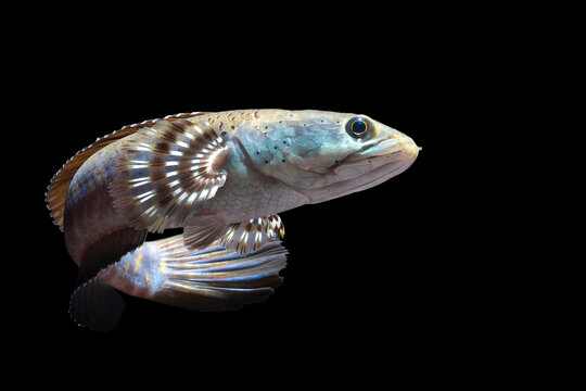 Channa pulchra is a species of snakehead fish in the family Channidae which is native to Myanmar