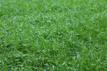 Fresh green grass growing outdoors in summer