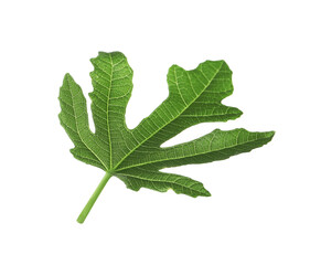 One green leaf of fig tree isolated on white