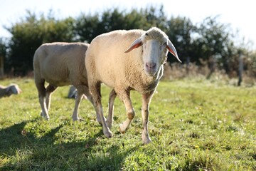 Cute sheep grazing outdoors on sunny day. Farm animals