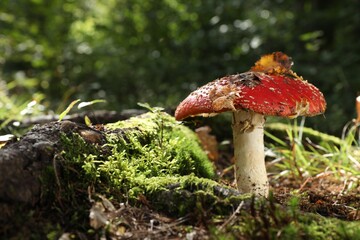 One poisonous mushroom growing in forest, closeup. Space for text