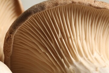 Fresh oyster mushroom on blurred background, macro view