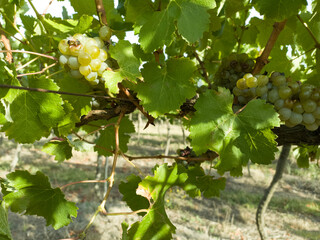 Harvesting grapes in vineyards