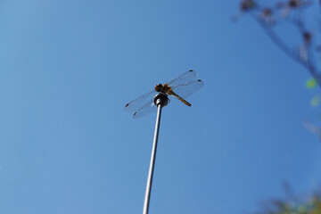 青空背景のトンボ