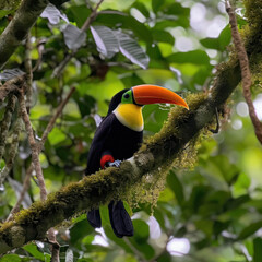 Fototapeta premium A tangerine toucan calling from atop a rainforest 