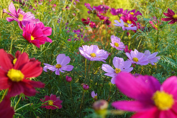 朝露が光るピンク色のコスモス
