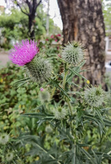 A close-up of a Thistle or Thistle flower. Spiny flowering bush. Daytime photo without people.