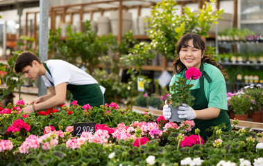 Female flower supermarket worker examines shelf of pelargonium to detect problematic plants - obrazy, fototapety, plakaty
