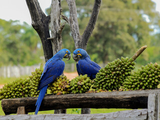 Hyacinth Macaws in the Brazilian Pantanal