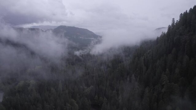 Forest in the Clouds