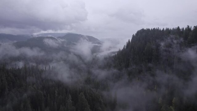 Forest in the Clouds