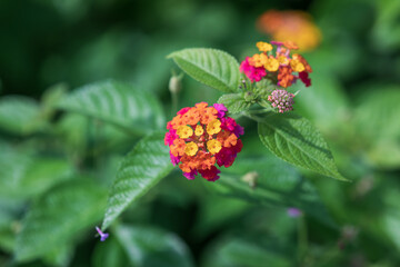 Lantana camara blooms in a variety of colors. Common lantana