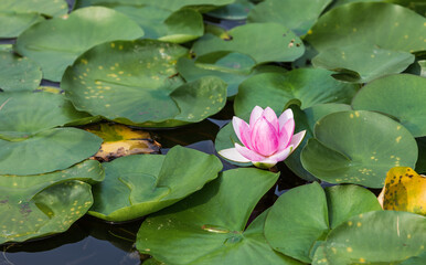 Pink water lilies blooming in a pond. Nymphaeaceae
