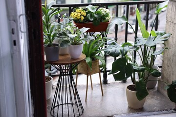 Many different beautiful plants in pots on balcony