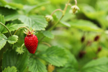 Ripe wild strawberry growing outdoors, space for text. Seasonal berries