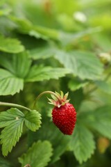 Ripe wild strawberry growing outdoors. Seasonal berries