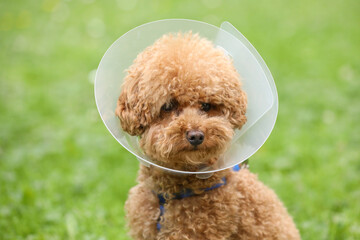 Cute Maltipoo dog wearing Elizabethan collar outdoors, closeup