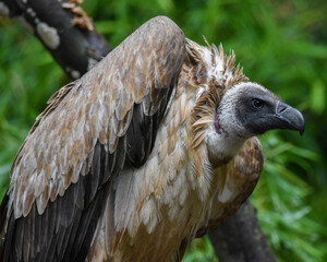 Abutre-da-rabadilha-branca_Gyps africanus