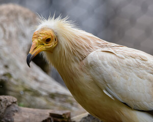 Abutre-do-egito_Neophron percnopterus