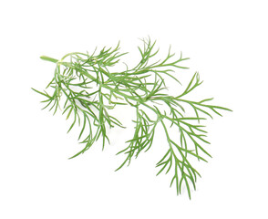 Obraz premium One sprig of fresh dill isolated on white