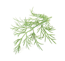 One sprig of fresh dill isolated on white