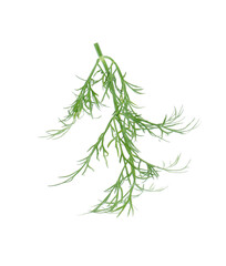 One sprig of fresh dill isolated on white