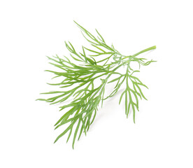One sprig of fresh dill isolated on white