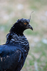 Anhuma_Anhima cornuta