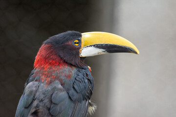 Araçari-de-pescoço-vermelho_Pteroglossus bitorquatus