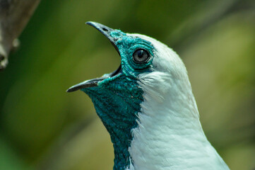 Araponga_Procnias nudicollis