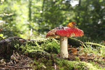 One poisonous mushroom growing in forest, closeup. Space for text