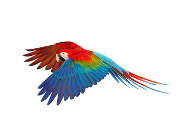 Fototapeta premium Colorful of Ruby Macaw flying isolated on transparent background png file