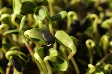 Growing microgreens. Many sprouted sunflower seeds as background, closeup